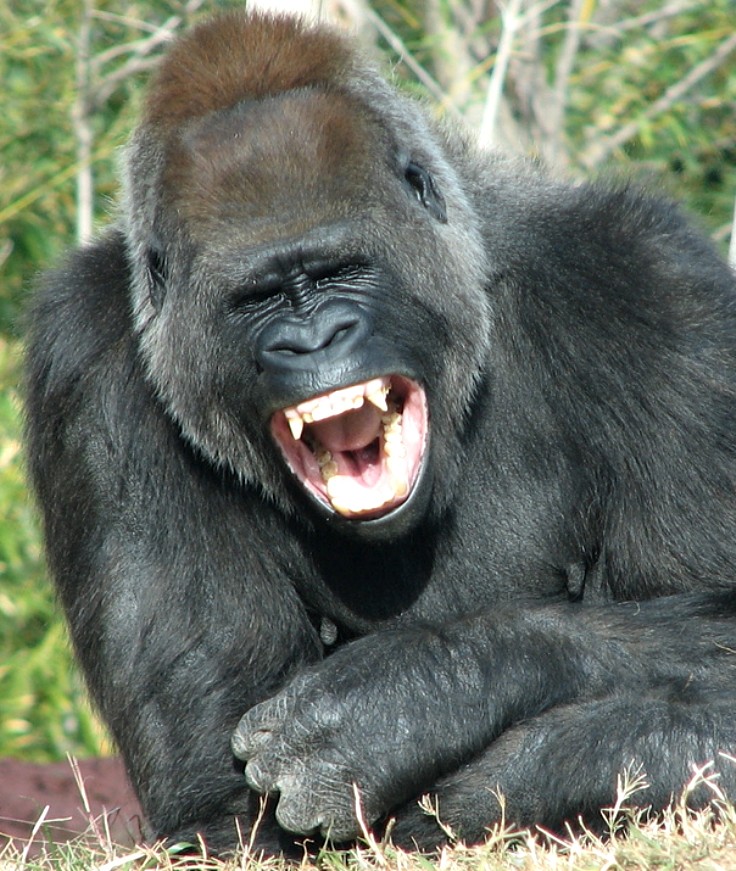 Apes can share a joke and enjoy a good laugh