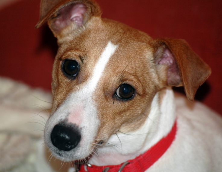 Jack Russels are good at listening and trying to understand what you are saying