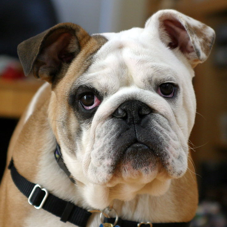 Bulldogs and many very large and heavy dogs have much shorter life spans than smaller dogs