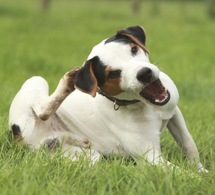 Discover the best ways to prevent and treat incessant scratching in dogs