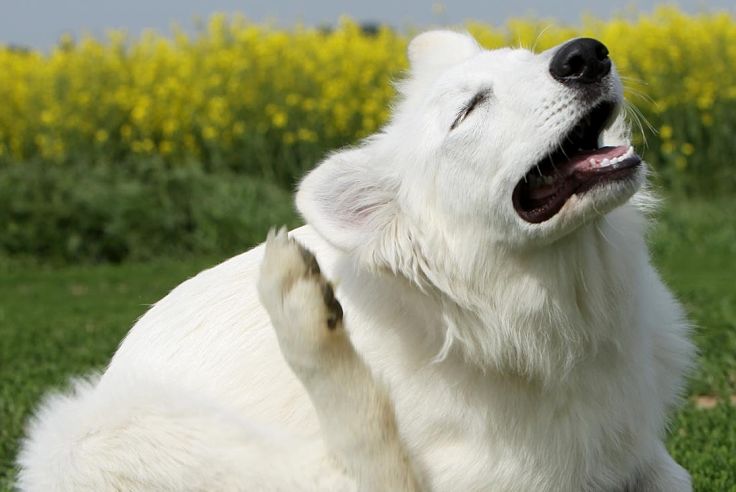 Keep your dog healthy and happy by learning how to prevent and treat incessant scratching