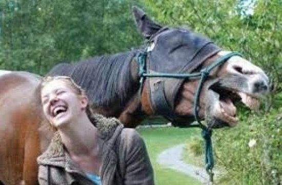 Humans tend to read too much into horse expressions that resemble those in humans