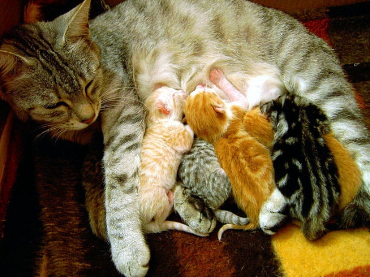 Cats purr when they are feeding their kittens. But why do cats purr? What other animals purr?