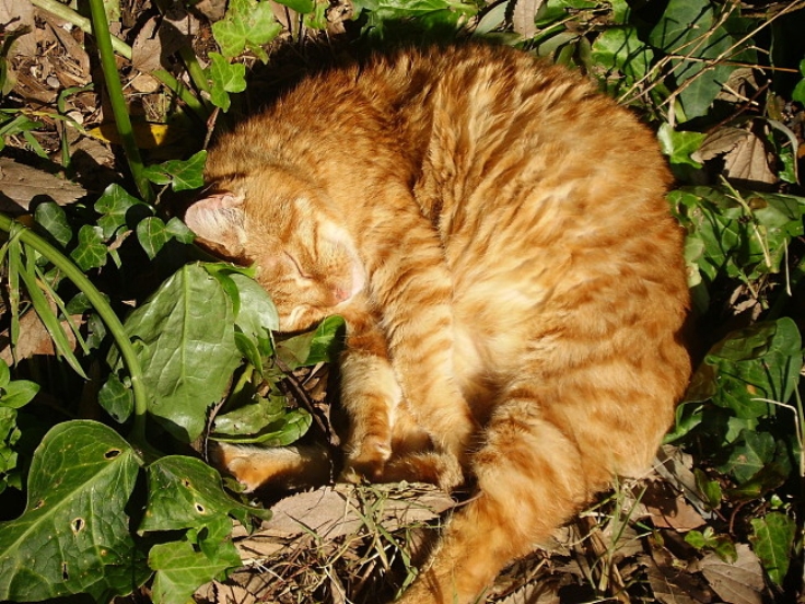 Cats purr when they are asleep. But they stop when they hear the sound of running water. Why?