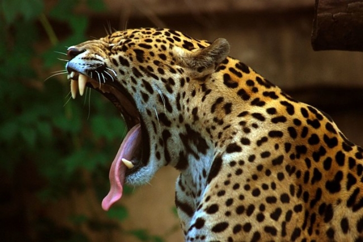 A spot of Yawning by a Leopard